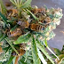 Someone Figured out How to Train Bees to Make Honey from Cannabis