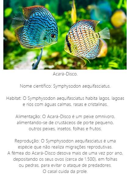 Peixe Acará Disco Peixe-Acara-Disco
