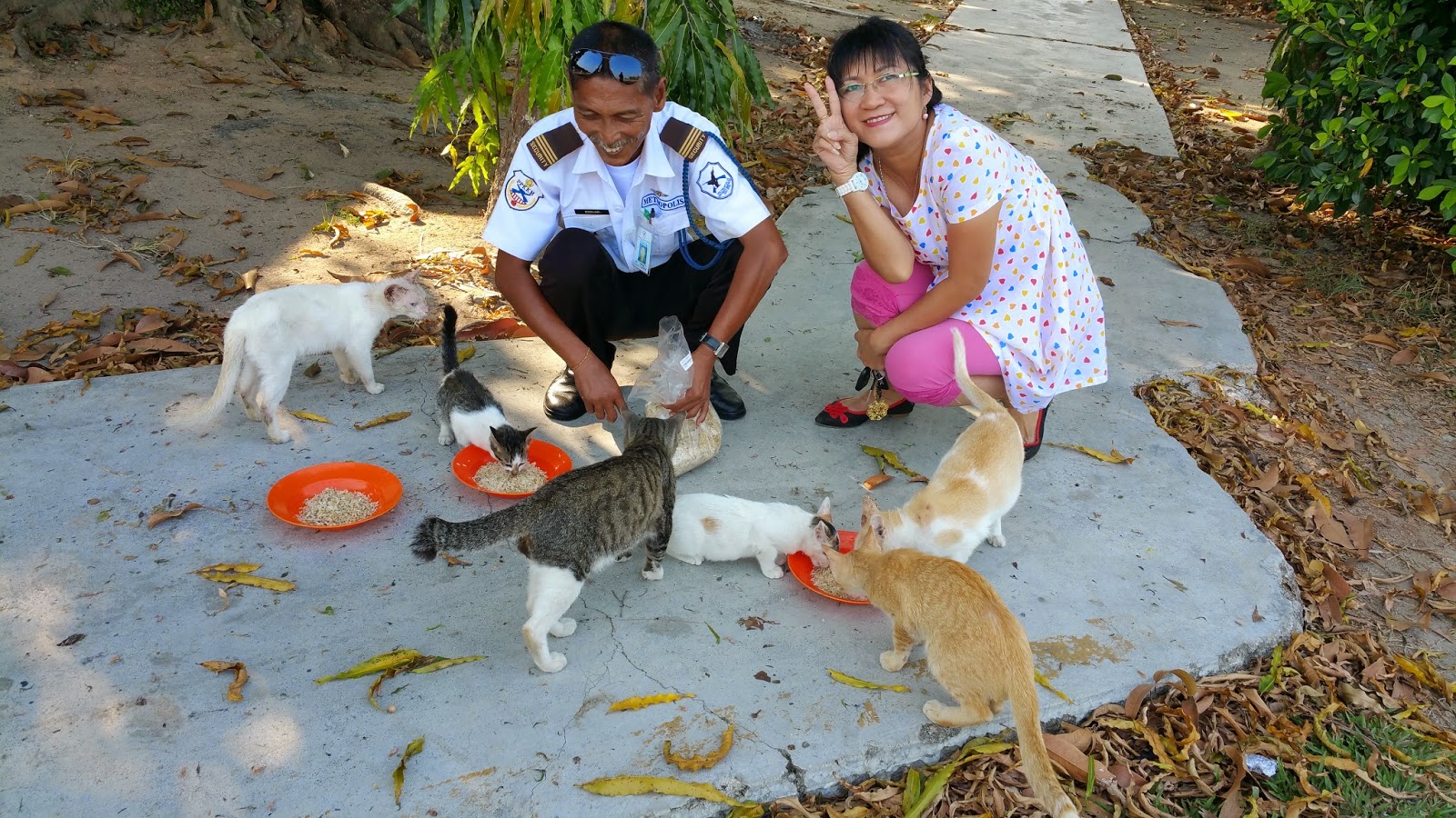 Xing Fu FEEDING TIME FOR THE COLLEGE CATS