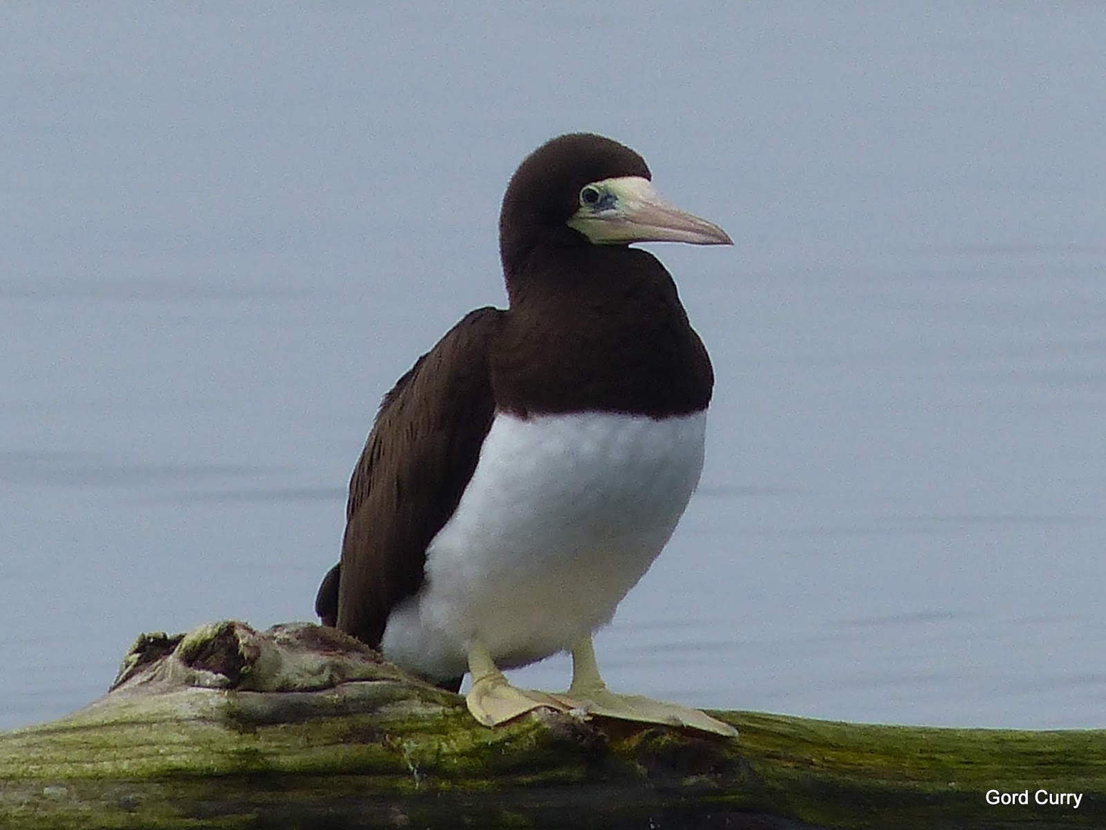 BC Rare Bird Alert: RBA: BROWN BOOBY near Malcolm Island - August 22nd
