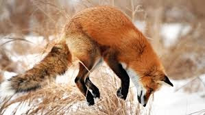 A Fox Hunting