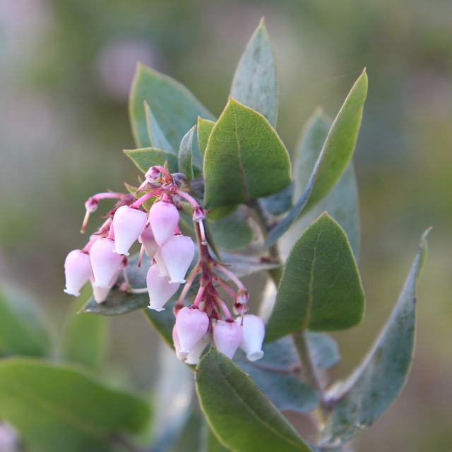 CA Native Garden Manzanita Flowers