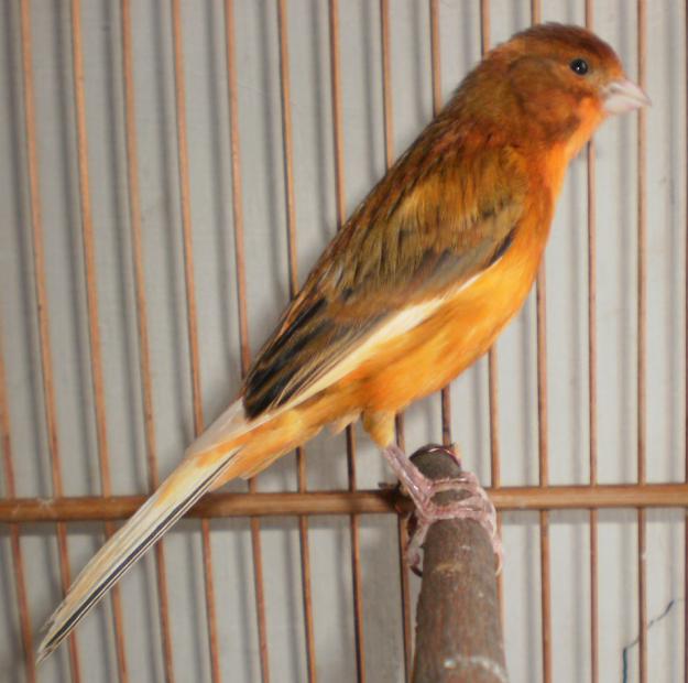 Kenari Mania Ciamis Mengenal Istilah Ring Untuk Kenari