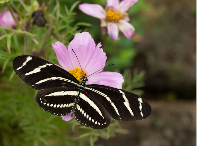 Zebra+Longwing+B