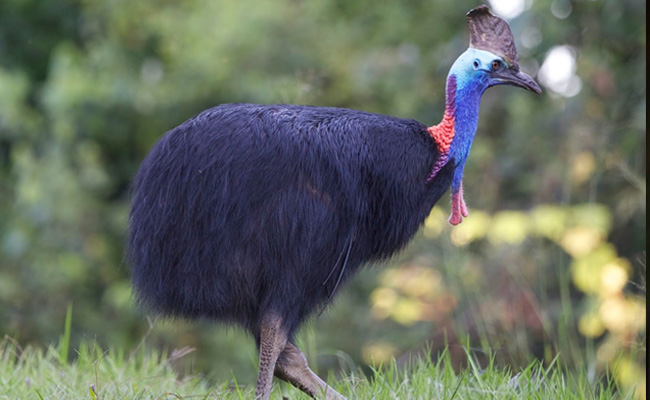 10 Burung Terbesar Di Dunia