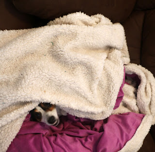 Can you spot both the puppies. They are both visible Can you spot both the puppies. They are both visible