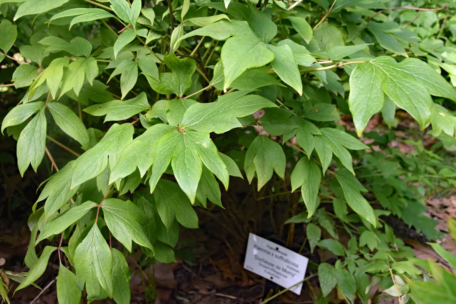 Danger Garden December Bloomday