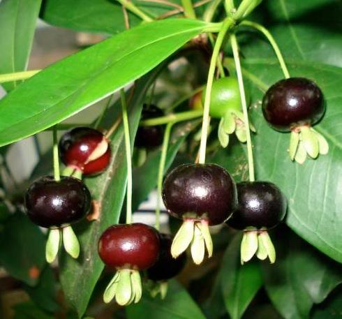 Vì sức khỏe hãy trồng cherry Brazil ( nhiệt đới ) tại vườn. Cherry-brazil