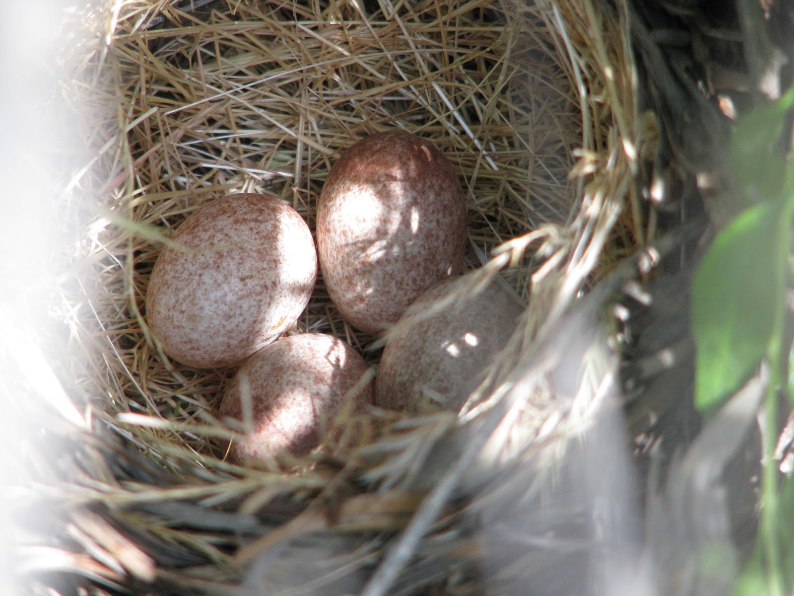 Bird egg in Eggshell Wallpapers hd - Free Wallpaper