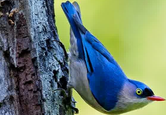 suara burung rambatan suara burung rambatan