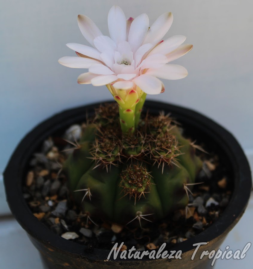 Características morfológicas del cactus ornamental Gymnocalycium anisitsii