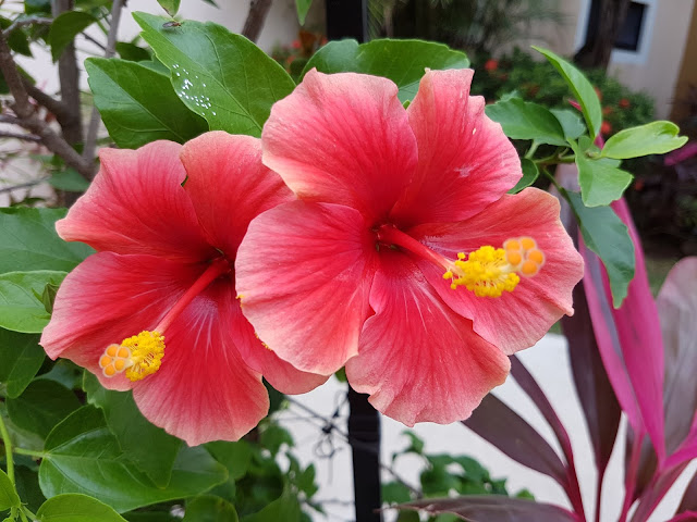 red hibiscus blooms