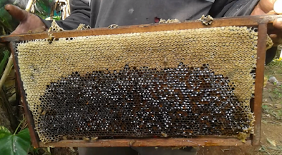 hasil panen madu hutan