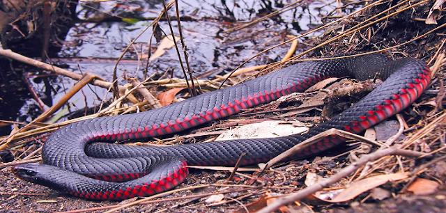Red belly black snake on the ground by the water