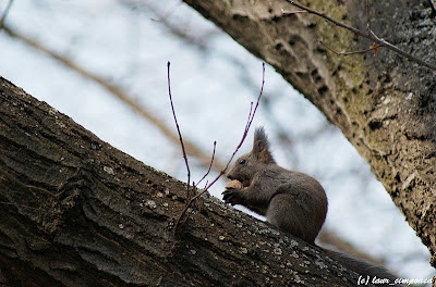 Veverita Sciurus vulgaris Red Squirrel Scoiattolo Écureuilroux Eichhörnchen Európai mókus