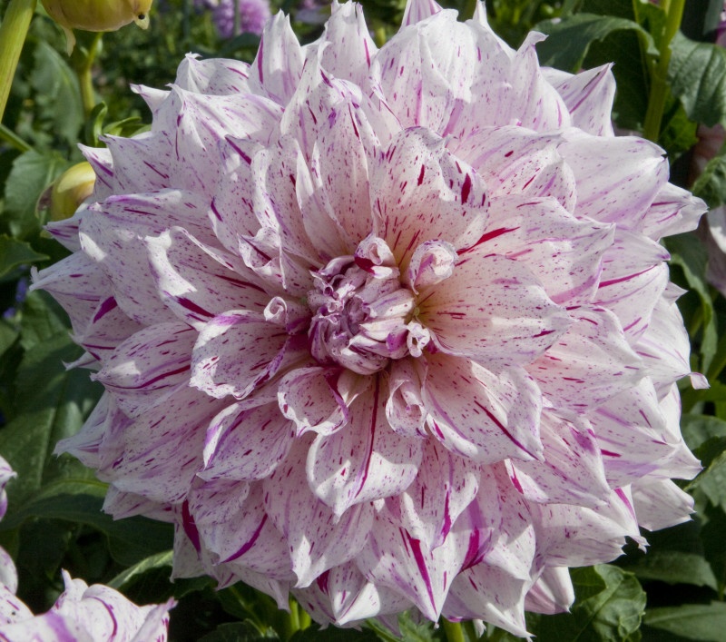  Gambar  Bunga  Dahlia  Yang Indah Kumpulan Gambar 