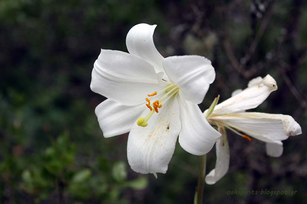 Δρυάδες Lilium candidum L.