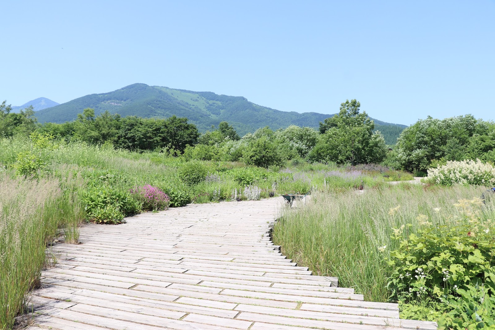 気まぐれ旅行記 北海道 十勝千年の森