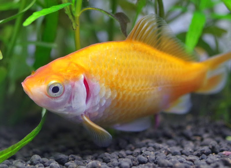 金魚 の 幼魚