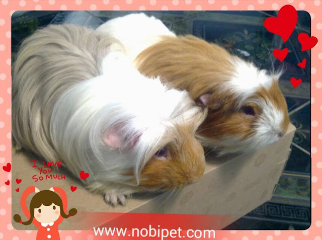 Xem Coronet – Lãng Tử Bọ Ú Lông Dài tại Đà Nẵng ban-bo-u-guinea-pig-coronet-long-dai-xu-tai-da-nang-4