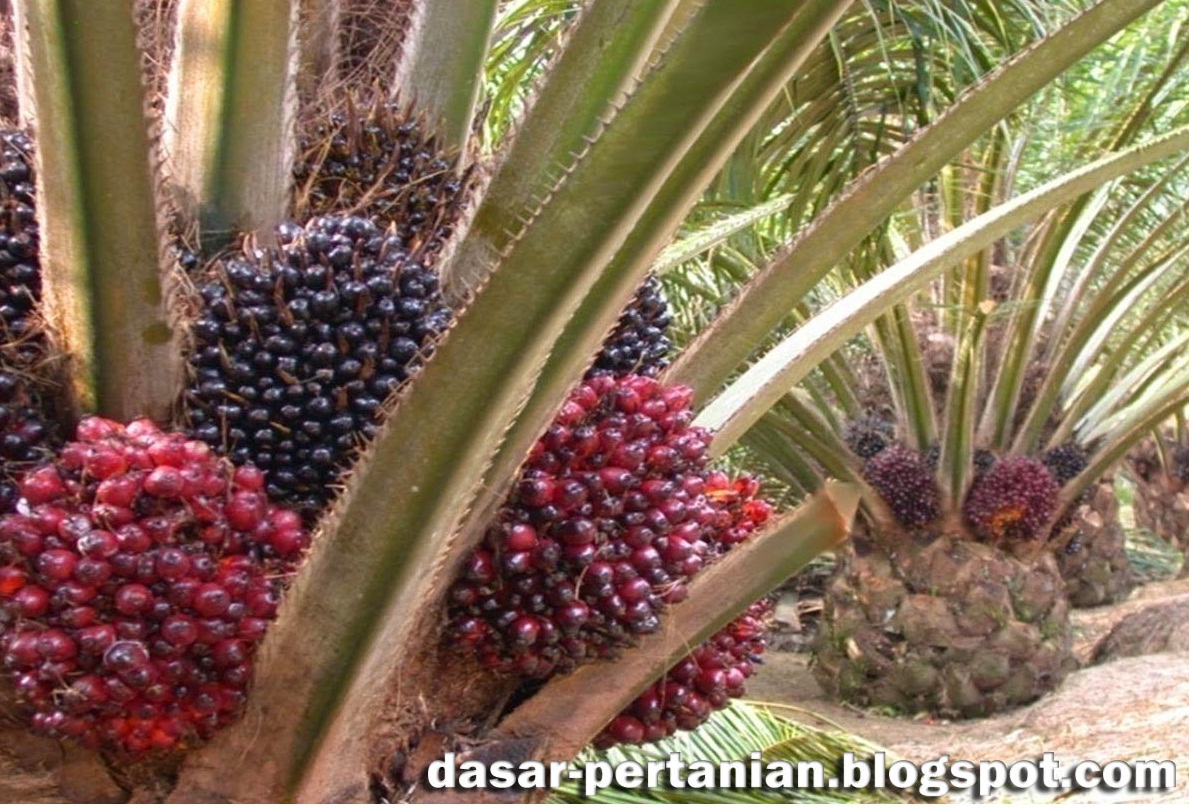 200 Gambar Buah Kelapa Sawit HD Paling Keren 200 Gambar Buah Kelapa Sawit HD Paling Keren