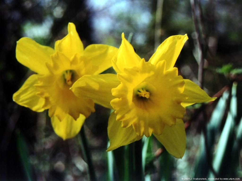 Best Flowers In The World Flowers Around The World