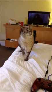 4.gif