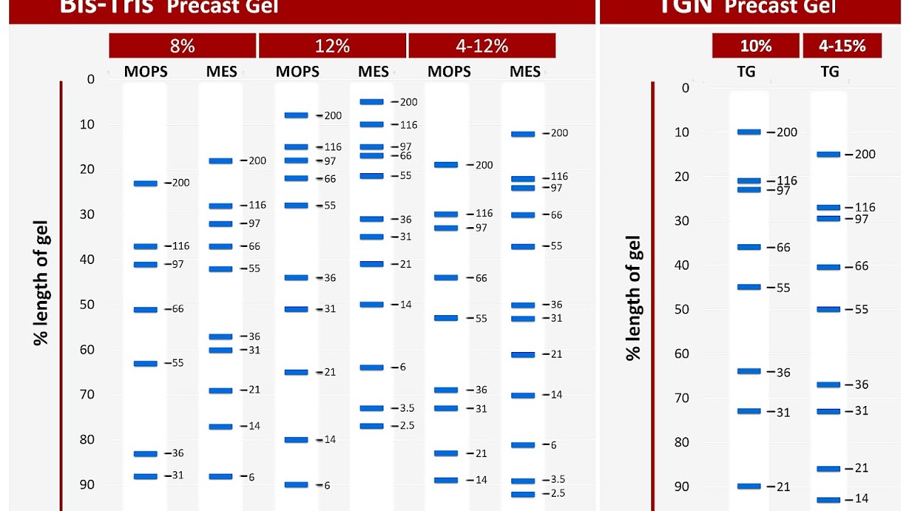 Molecularweight size marker Protein Protein Choices