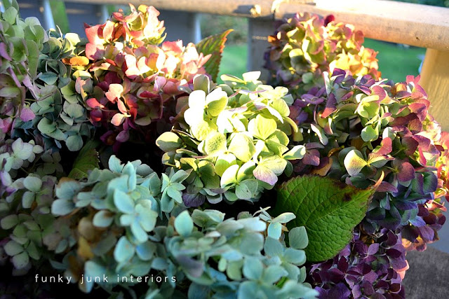 How to dry hydrangeas for wilt-free petals! Includes other ideas on what to make and how to prune for the most blooms.