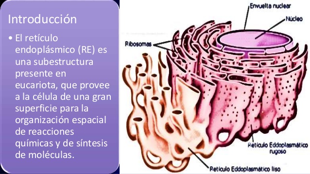 reticulos endoplasmaticos