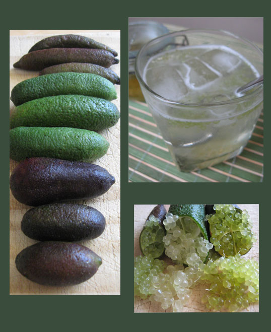 Morsels And Musings Finger Lime Elderflower Gin Fizz morsels-and-musings-finger-lime-elderflower-gin-fizz