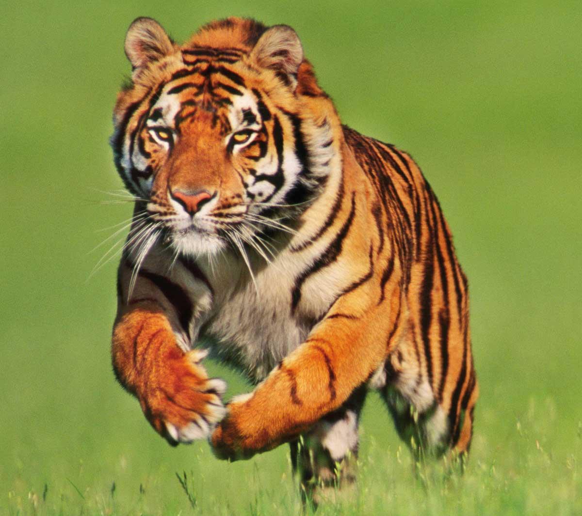 la tigre pungente