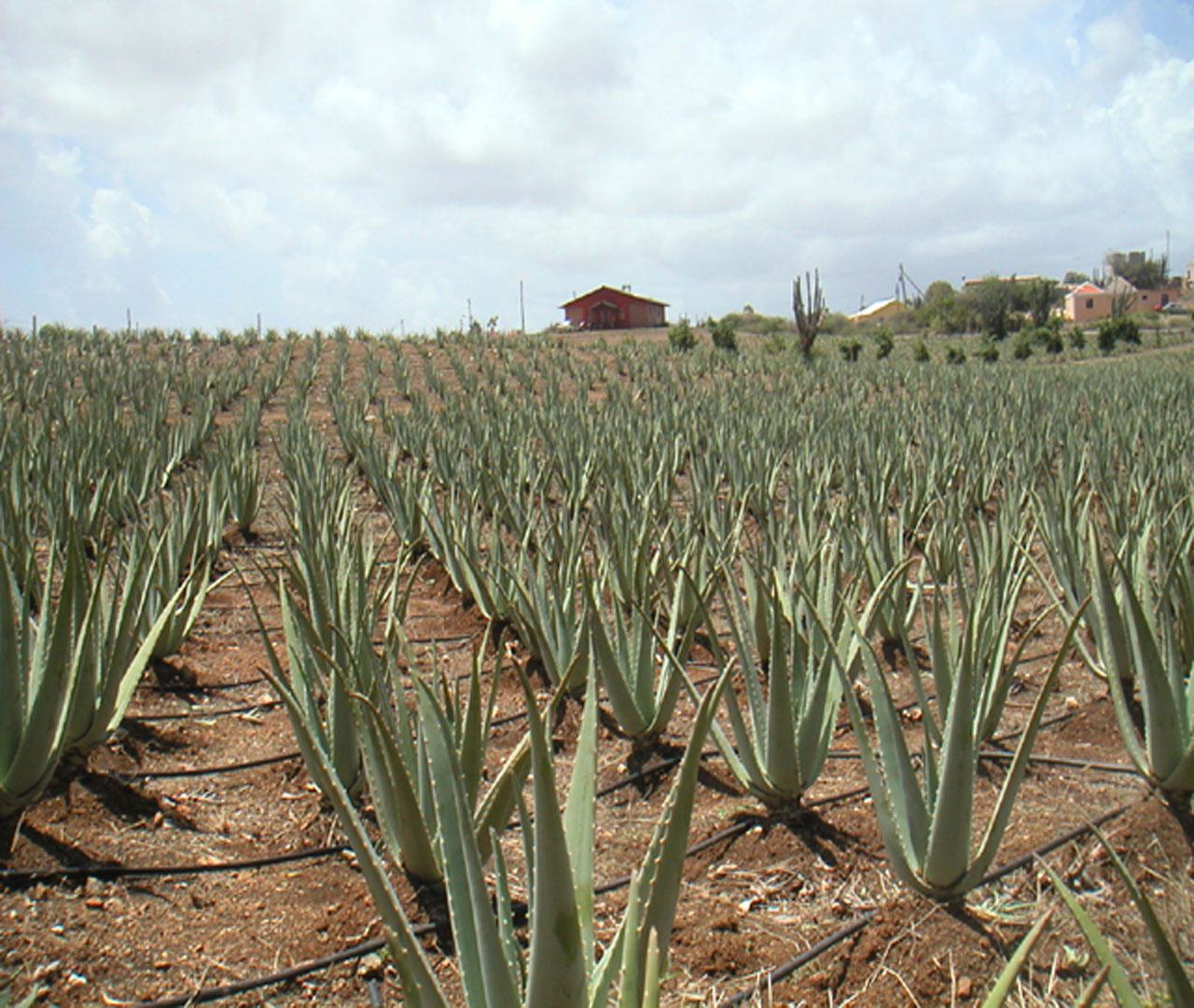 Aloe Vera, A Plant which has history Before Christian, Amazing facts