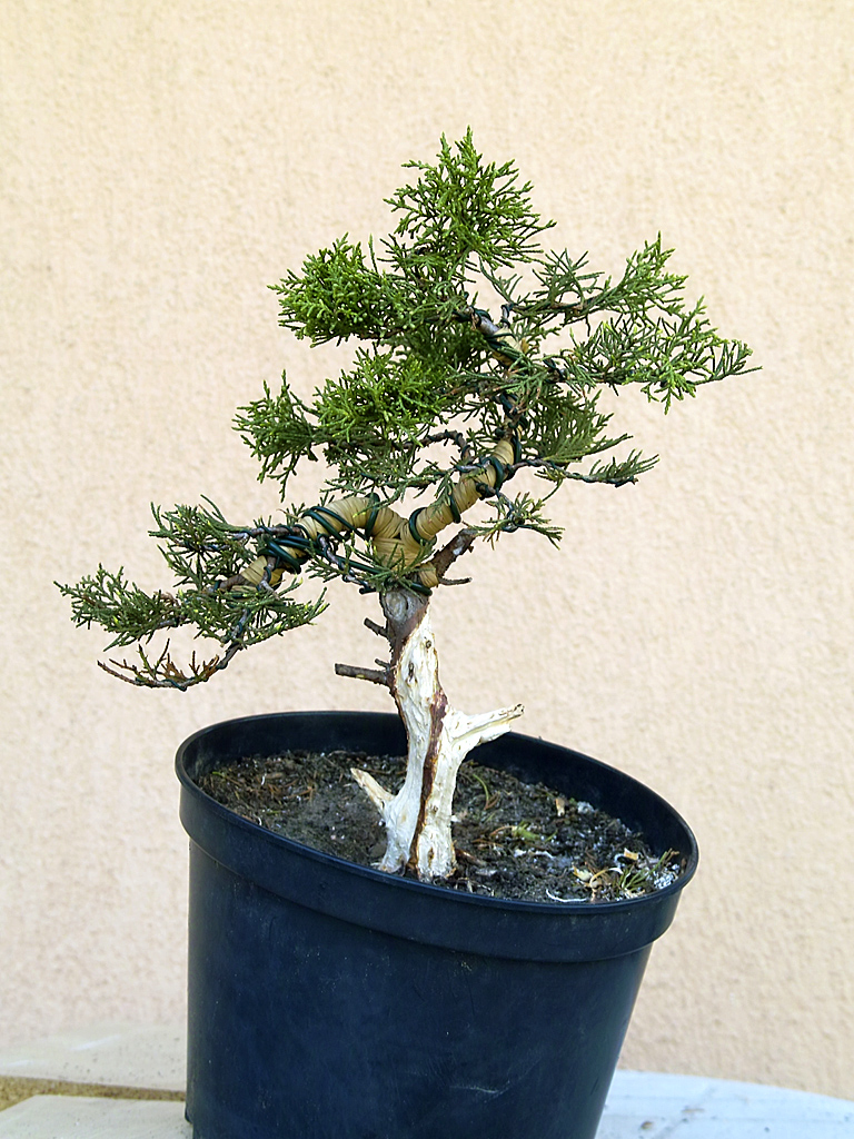 Bonsai smokie Juniperus chinensis jin kialakítása