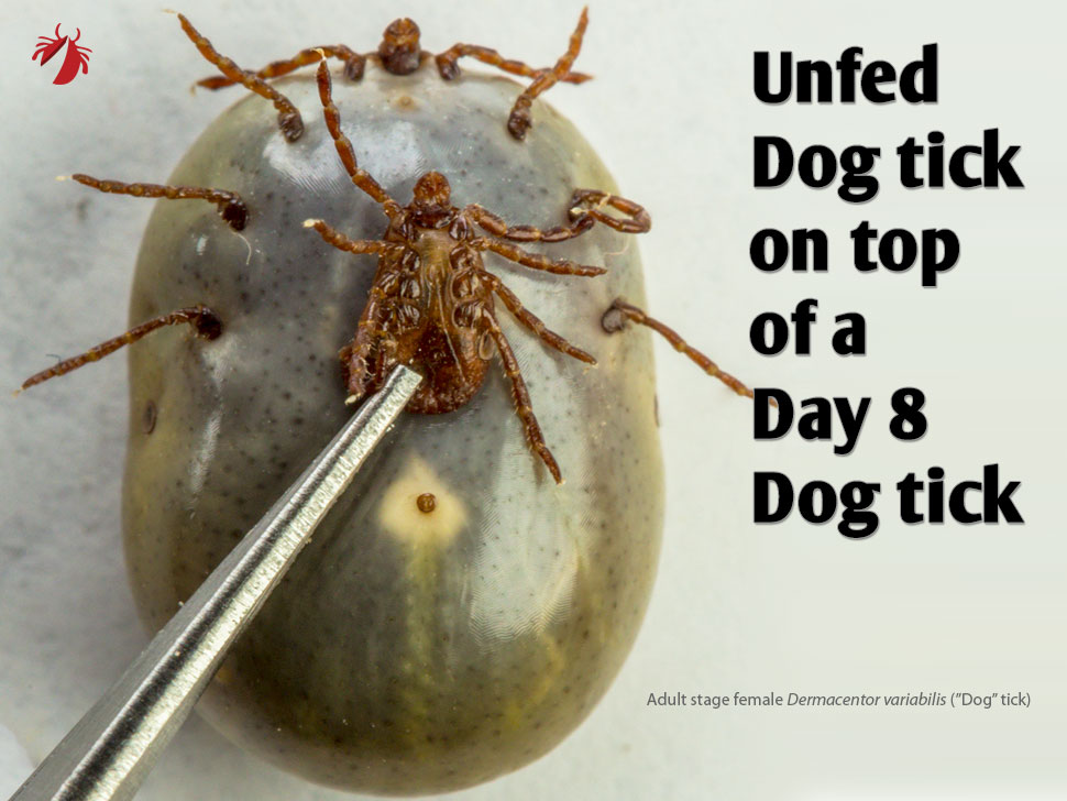 Save your dogs from ticks Home Remedies