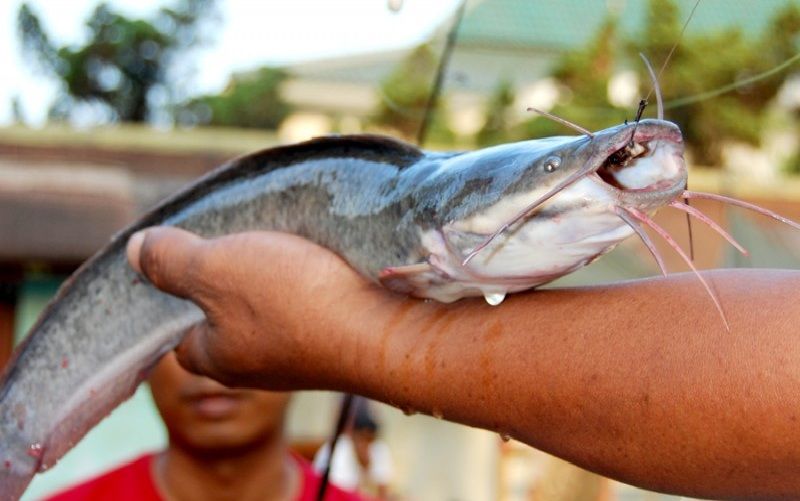 Umpan Jitu Mancing Ikan Lele Harian Paling Ampuh Sekarang Ini