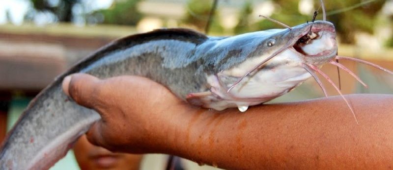 Umpan Jitu Mancing Ikan Lele Harian Paling Ampuh Sekarang Ini