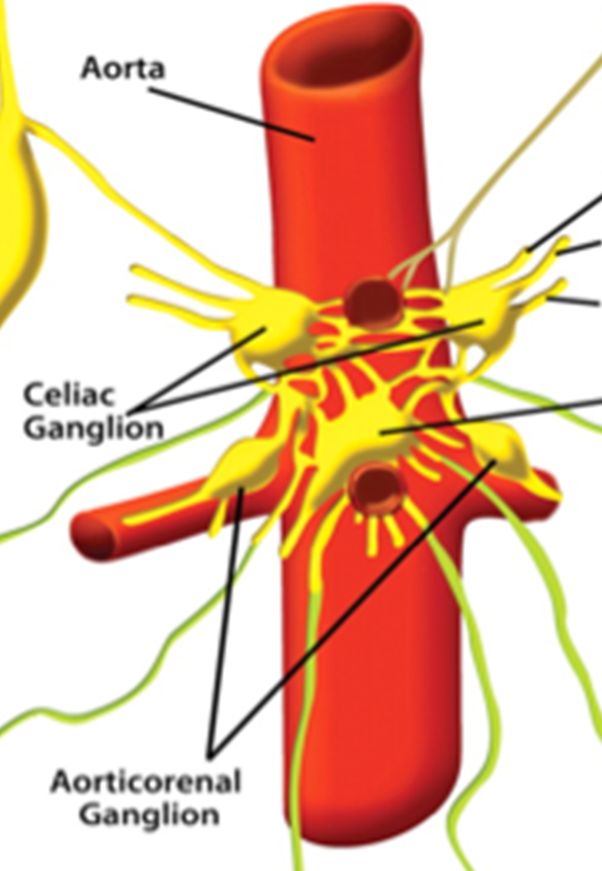 easyhumanatomy: summary of Celiac plexus : easy and simple way
