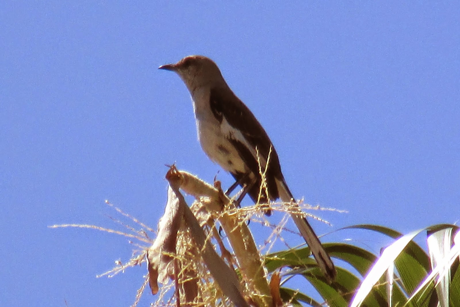 Toys and Stuff Las Vegas NV,19 Juni 2014 ,Mocking Bird
