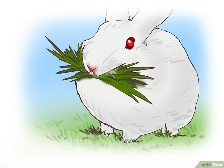 LEYENDA DEL CONEJO EN LA LUNA. | Mascotas