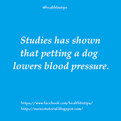 Studies has shown that petting a dog lowers blood pressure.