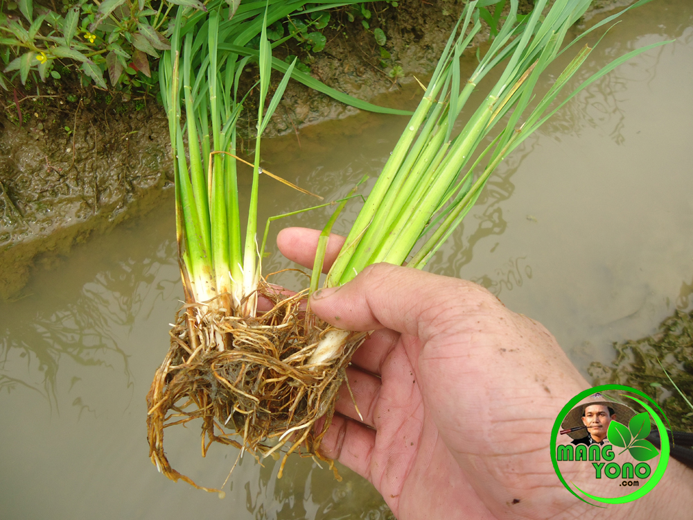 Gambar Padi : Belajar Tentang Alam tumbuhan: STUDI DAUN ( Bangun Daun