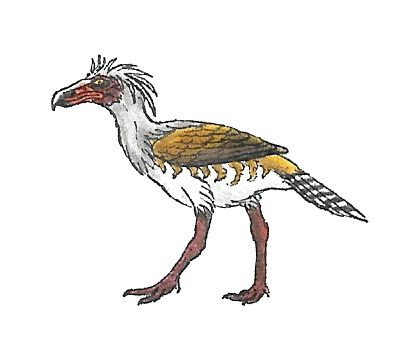 miocene birds
