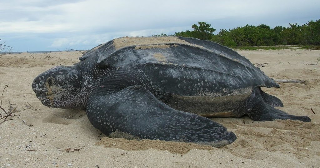 The World s Largest Sea Turtle Has Emerged From The Sea And It Is
