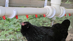 chicken chick waterer poultry system waterers water nipple watering chickens fountain nipples systems clean advantages coop backyard birds hen feeders