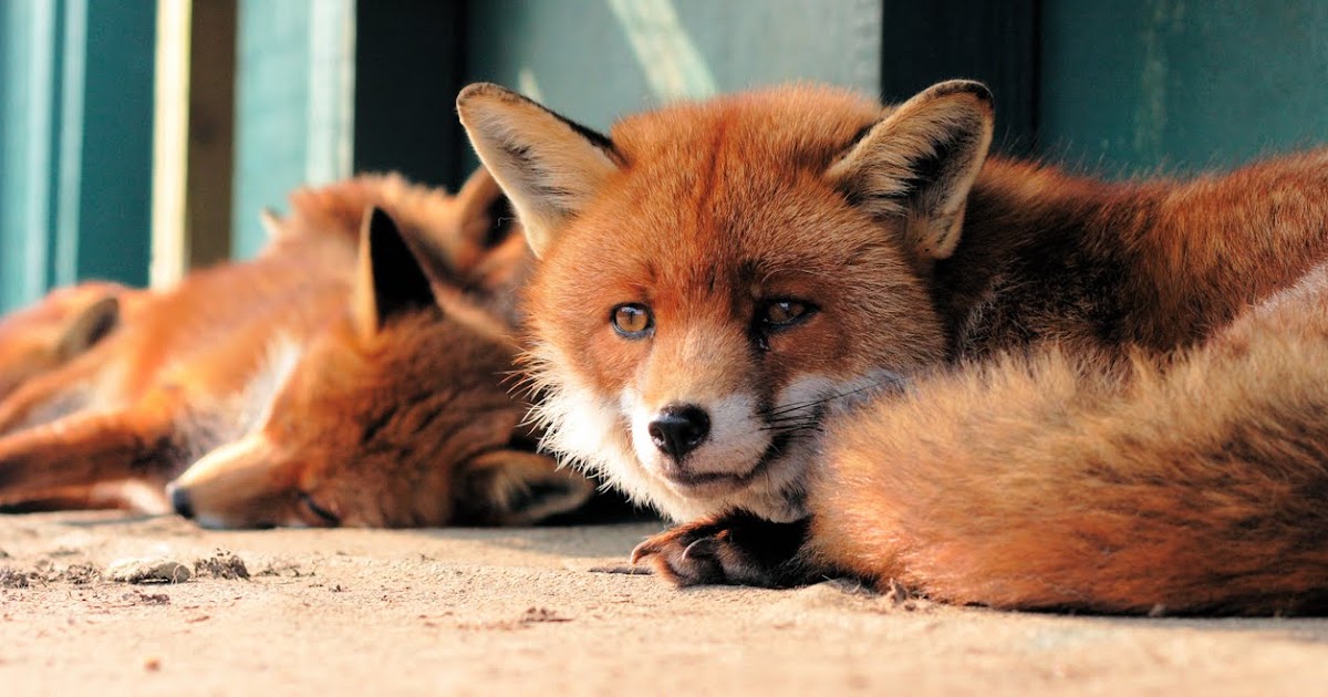 Лисичка кусты. Some fox. Звери. Some fox. Some fox.