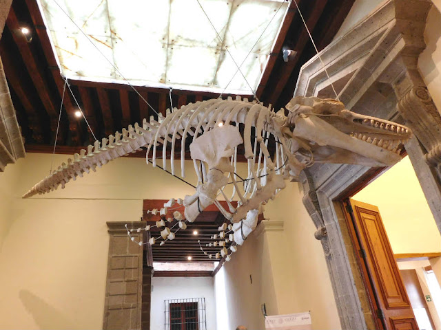 esqueletos orca, museo nacional de las culturas del mundo 