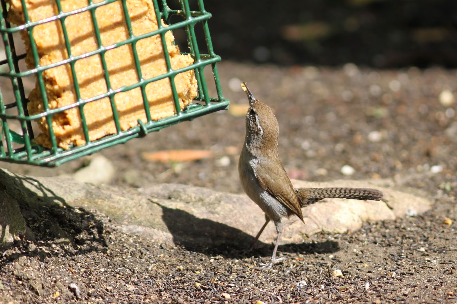 The Backyard Birder: How do birds stay warm?