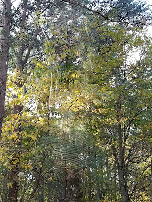 spider web, web, nature