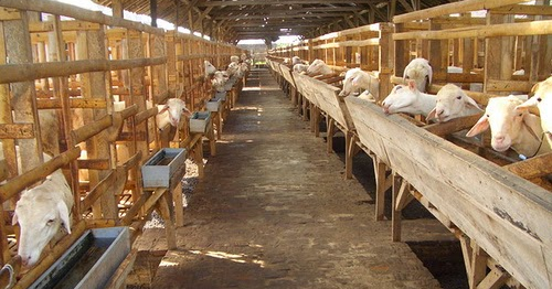 10 Negara Penghasil Susu Kambing Etawa Terbaik Dan